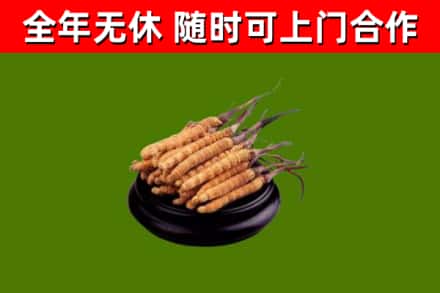 洞口回收冬虫夏草